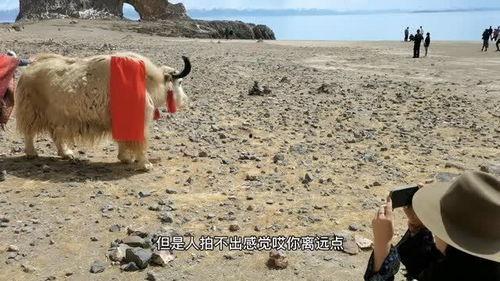 西藏抖音网红吃瓜,揭秘高原美食背后的故事  第1张